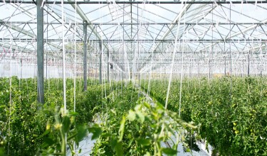 Miért választ egyre több termesztő használt üvegházi gépeket