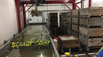 Aweta 6 voies machine de tri avec Stas déchargeur de l'eau du bac