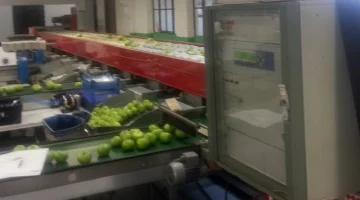 Aweta 3 torami maszyna do sortowania jabłek i gruszek