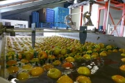 Aweta-fruitsorteerder+dumper-80