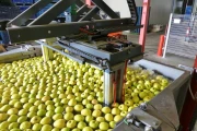 Aweta-fruitsorteerder+dumper-96