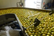 Aweta-fruitsorteerder+dumper-97