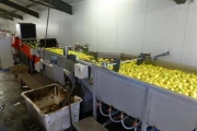Aweta-fruitsorteerder+dumper-98