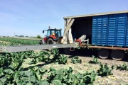 Beets-harvesting-conveyor-13-meter