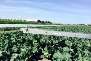 Beets-harvesting-conveyor-13-meter1