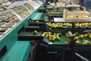Greefa-MSE-6-lane-pear-grading-machine (12)