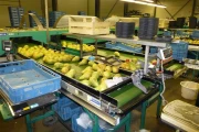 Greefa-MSE-apple-pear-grader (3)