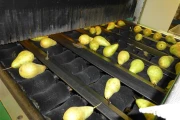 Greefa-MSE-apple-pear-grader (9)
