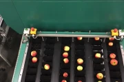 Greefa-MSE-apple-pear-sorting-machine-Burg (11)