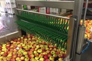 Greefa-MSE-apple-pear-sorting-machine-Burg (2)
