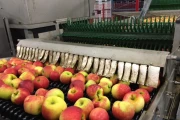 Greefa-MSE-apple-pear-sorting-machine-Burg (3)