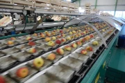 Greefa-MSE-apple-pear-sorting-machine-cups