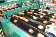 Greefa-MSE-apple-pear-sorting-machine-singulator