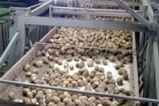 Grisnich-Campfens-sorting-machines-potatoes-3-sortings (3)