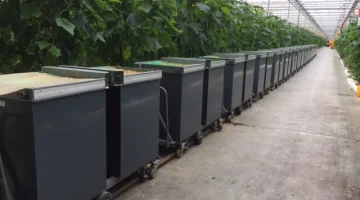 Alcoa Container récolte chariots - système de transport pour les concombres