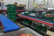 Apple and pear sorting line from Aweta & STAS