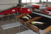 Aweta E-8 , sorting machine image 1