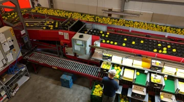 Aweta G4-14+1 paprikasorteermachine met semi-automatische doosvulling