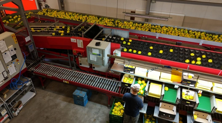 Aweta G4-14+1 pepper sorting machine with semi automatic box filling