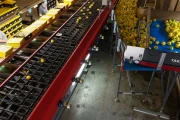 Aweta G4-14+1 pepper sorting machine with semi automatic box filling