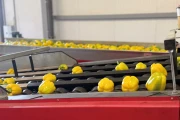 Aweta G4-14+1 pepper sorting machine with semi automatic box filling