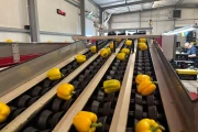 Aweta G4-14+1 pepper sorting machine with semi automatic box filling