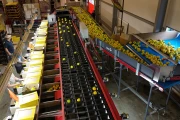 Aweta G4-14+1 pepper sorting machine with semi automatic box filling