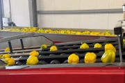 Aweta G4-14+1 pepper sorting machine with semi automatic box filling
