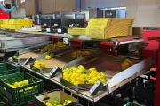 Aweta G4-14+1 pepper sorting machine with semi automatic box filling
