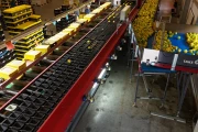 Aweta G4-14+1 pepper sorting machine with semi automatic box filling