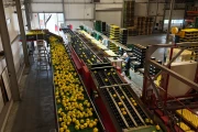 Aweta G4-14+1 pepper sorting machine with semi automatic box filling