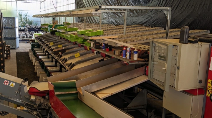 Aweta GMC4-14 bell pepper sorting machine