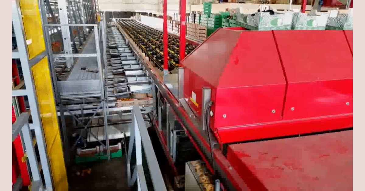Aweta Rollerstar 6-35 tomato sorting machine with automatic box filling ...