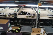 Aweta eggplant sorting machine