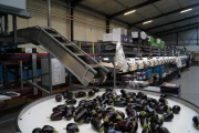 Aweta eggplant sorting machine