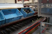 Aweta eggplant sorting machine