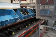Aweta eggplant sorting machine
