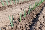 Basrijs leek planter with 7 rows