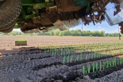 Basrijs leek planter with 7 rows