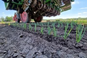 Basrijs leek planter with 7 rows