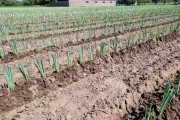 Basrijs leek planter with 7 rows