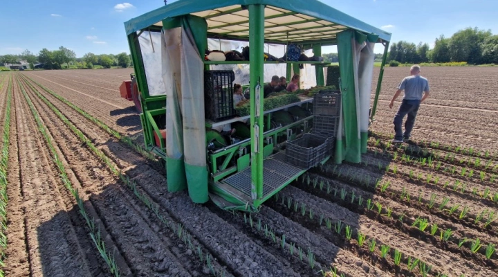 Basrijs leek planter with 7 rows