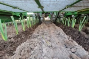 Basrijs leek planter with 7 rows