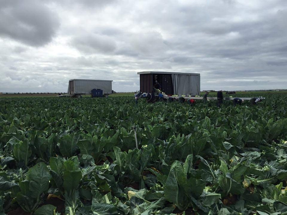 Beets SP2 1300-27