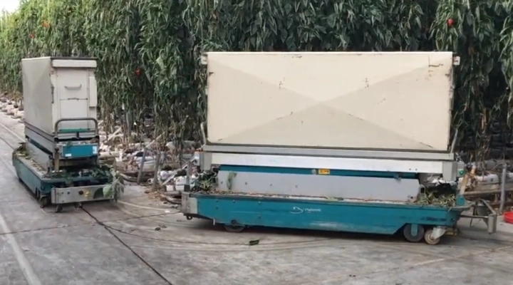 Berg AGV automatic harvesting system for bell peppers