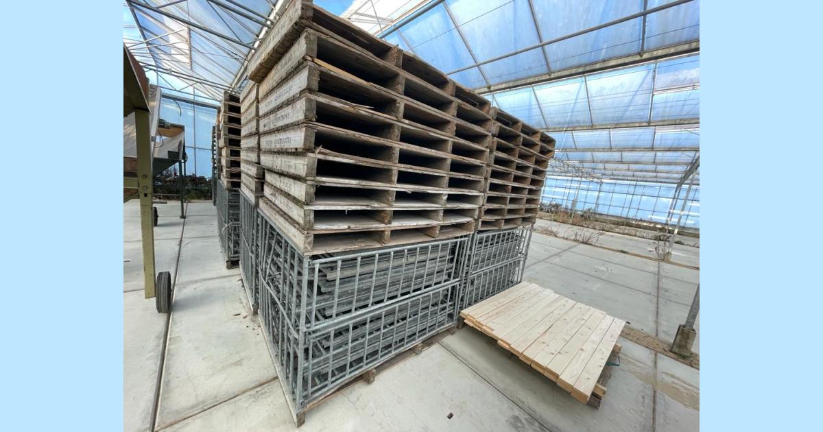Boxes for cabbage • Duijndam Machines