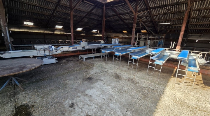 Christiaens asparagus sorting machine on thickness with washing machine