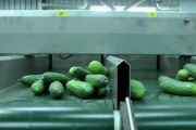 Christiaens grading machine for mini and midi cucumbers