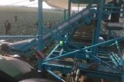 Deman harvesting trailer for cabbage and broccoli with harvesting belt 1380 cm