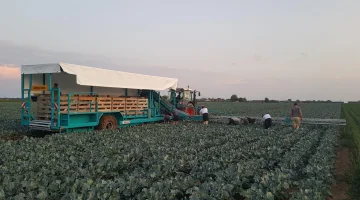 Remolque cosechador Deman para col y brócoli con cinta cosechadora 1380 cm